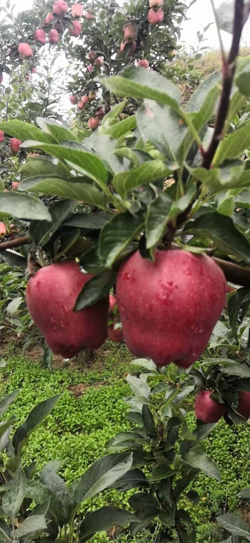 甘肃省天水市花牛苹果现摘现发全国包邮坏果包赔