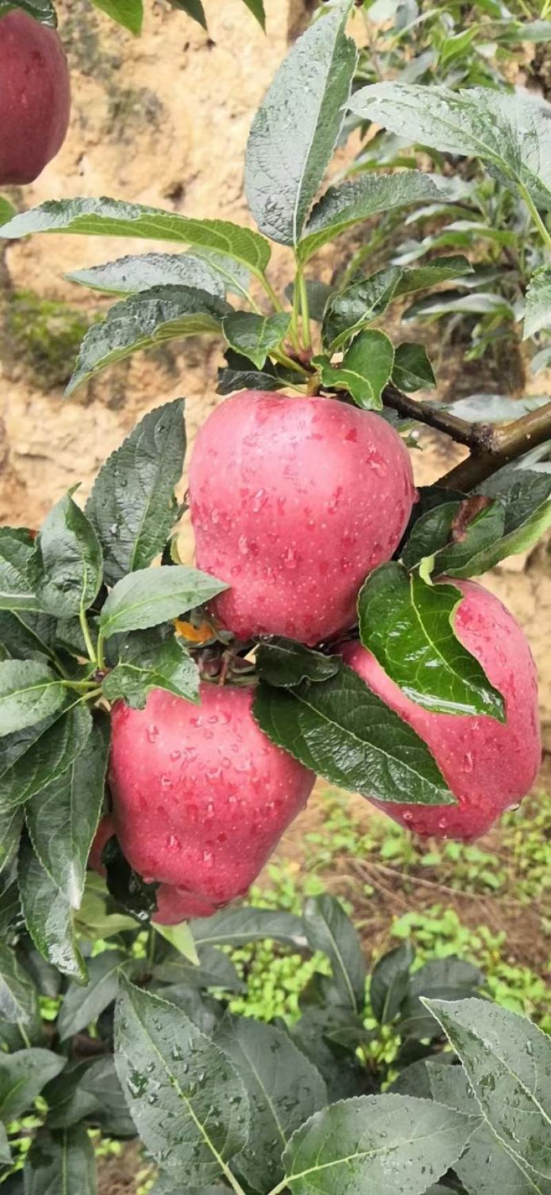 甘肃省天水市花牛苹果现摘现发全国包邮坏果包赔