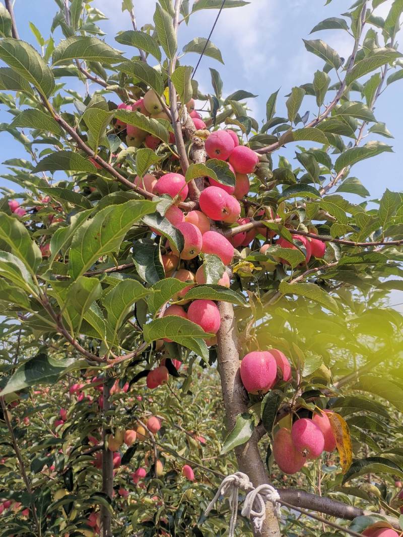 鸡心果