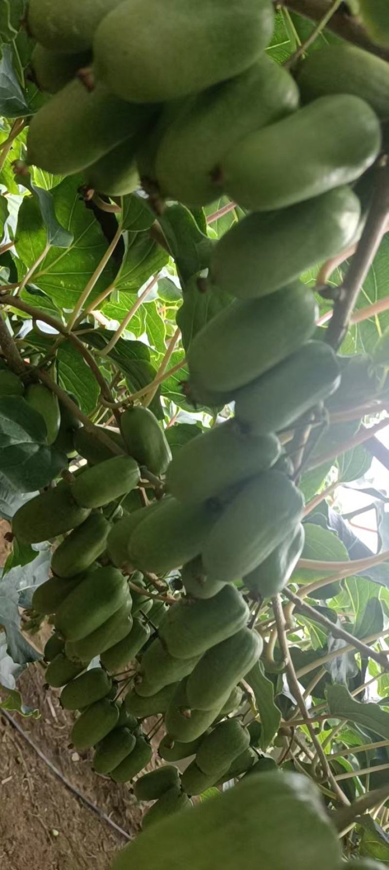 奇异莓，软枣猕猴桃大量上市，可视频看货，口感美味