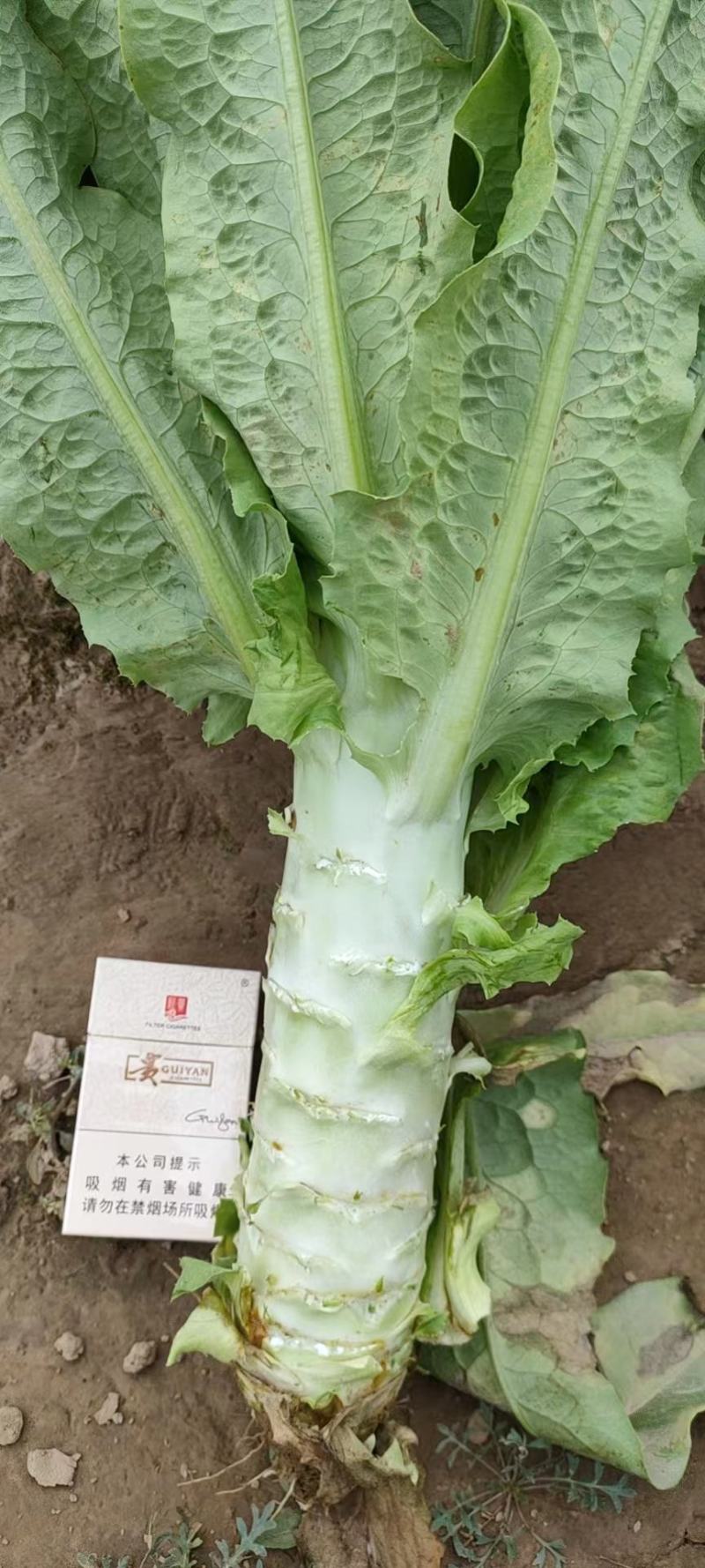 各种蔬菜大量现货，欢迎来电咨询采购