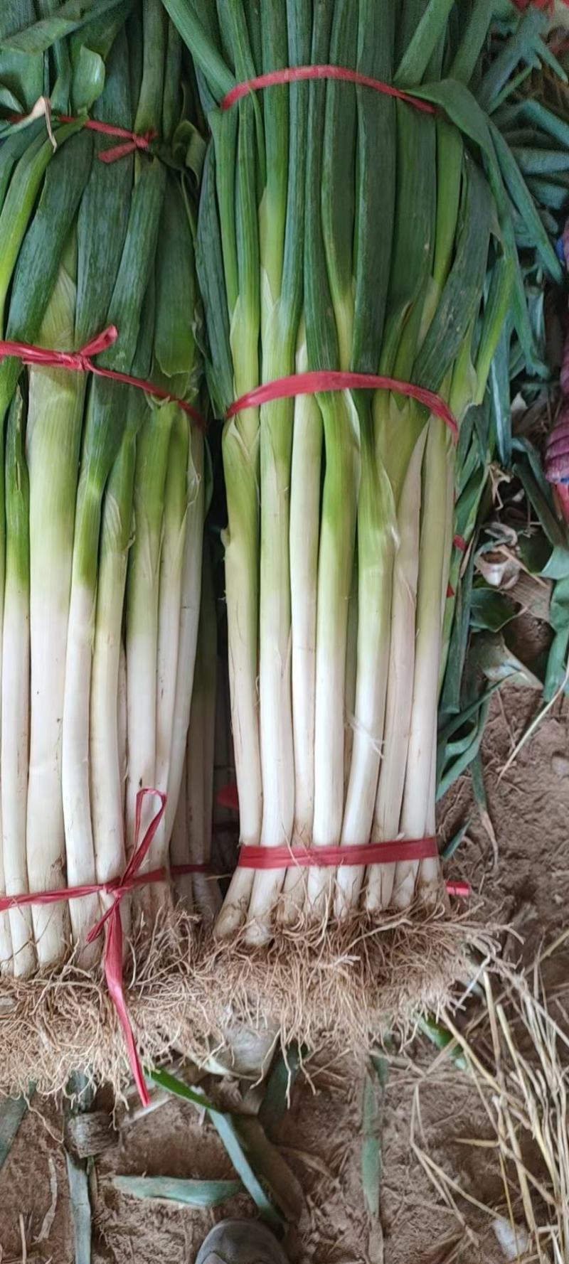 各种蔬菜大量现货，欢迎来电咨询采购
