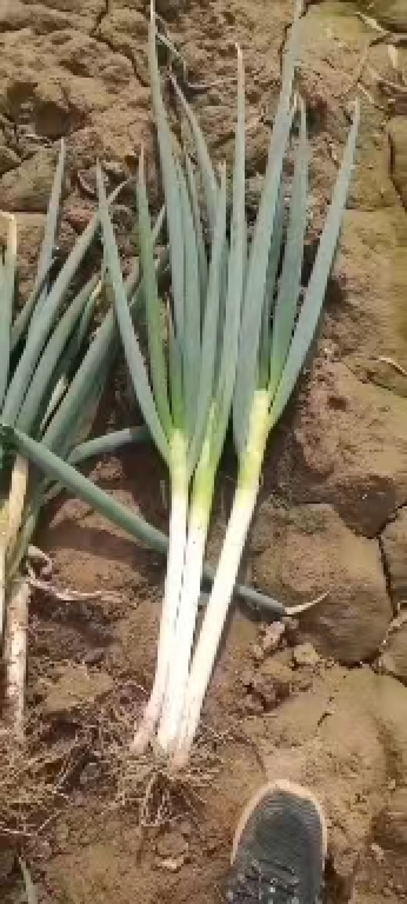 各种蔬菜大量现货，欢迎来电咨询采购