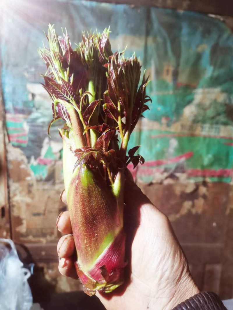 云南红刺嫩芽苗（树头菜，刺老包）产品公司签保底收购合同