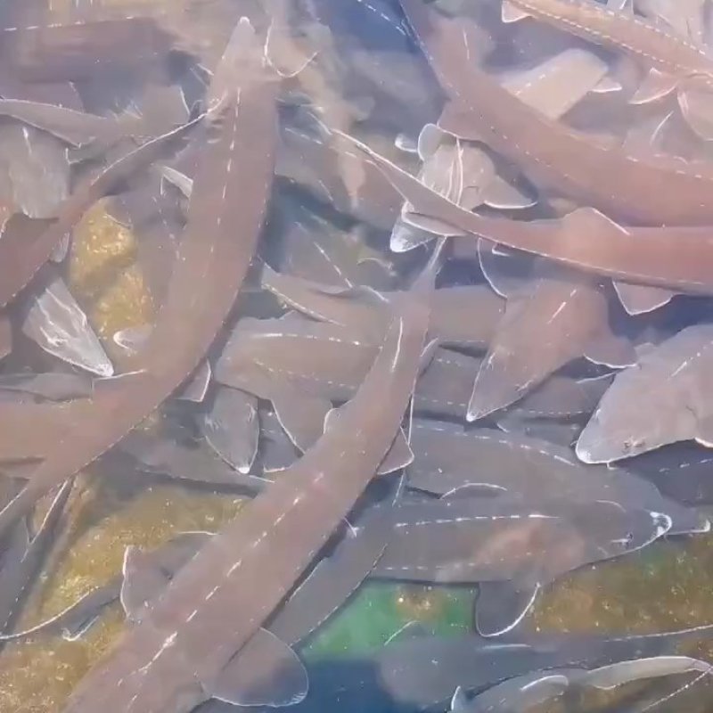 鲟龙鱼自古寓意，年年有余，福气满满，生长环境对水质十分高