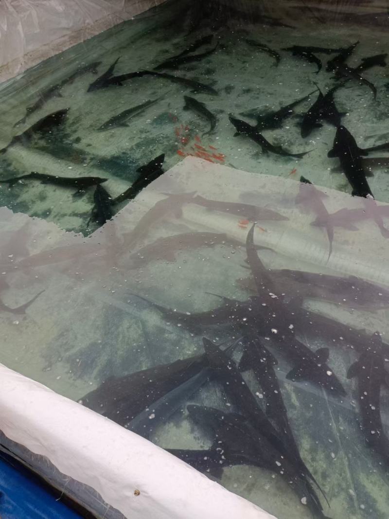 鲟龙鱼自古寓意，年年有余，福气满满，生长环境对水质十分高