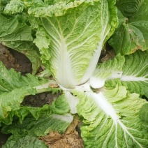 黄心大白菜，个个满心，五斤往上，产地发货，质量保证