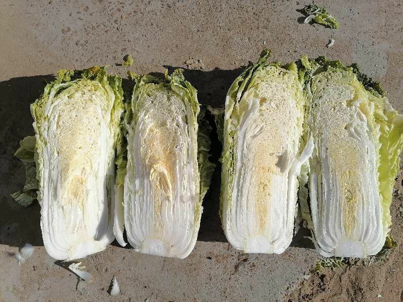 黄心大白菜，个个满心，五斤往上，产地发货，质量保证