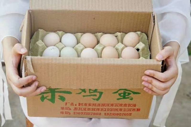 果园散养鸡，鸡蛋
