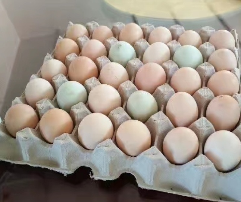 果园散养鸡，鸡蛋