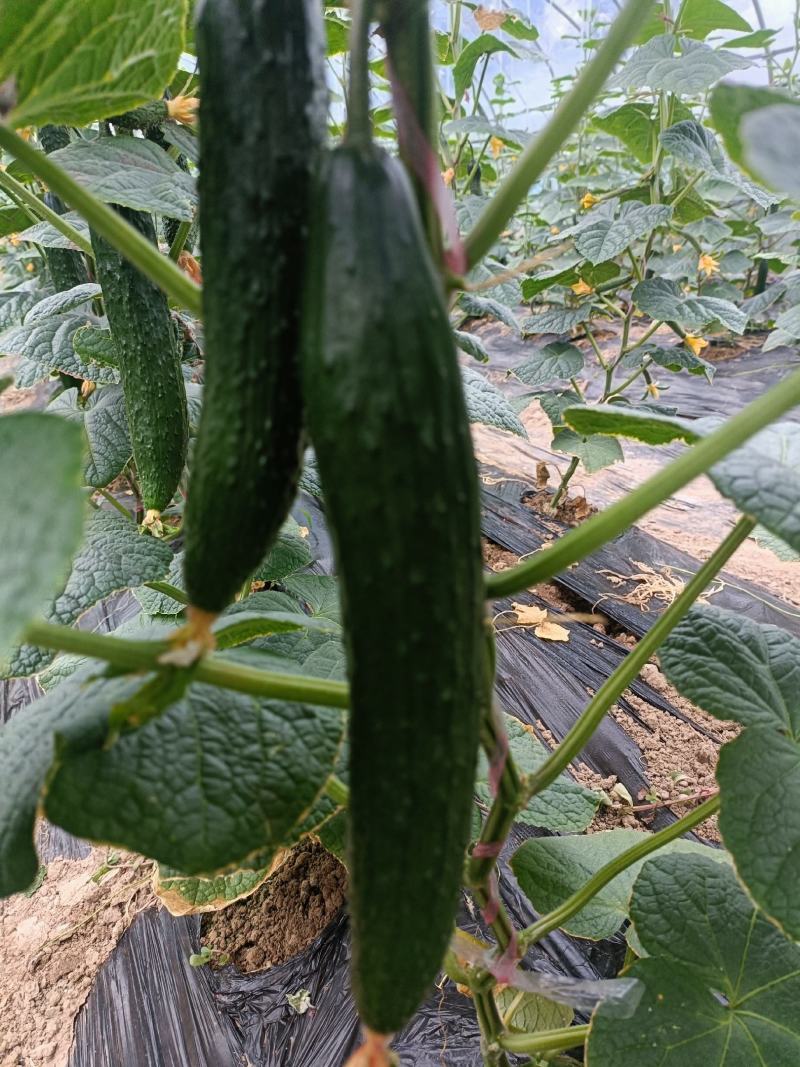 密刺黄瓜，青肉