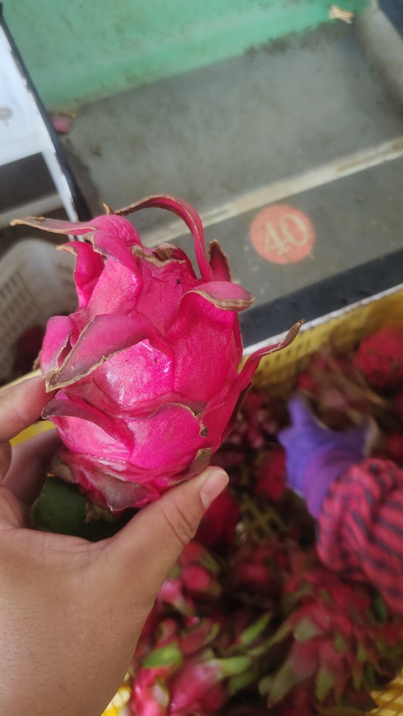 金都一号红心火龙果