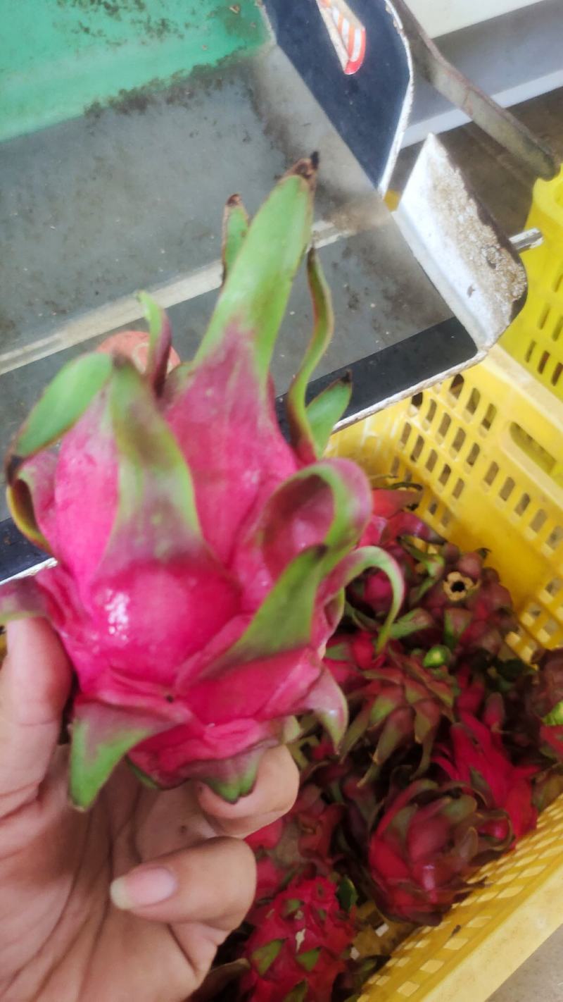 金都一号红心火龙果