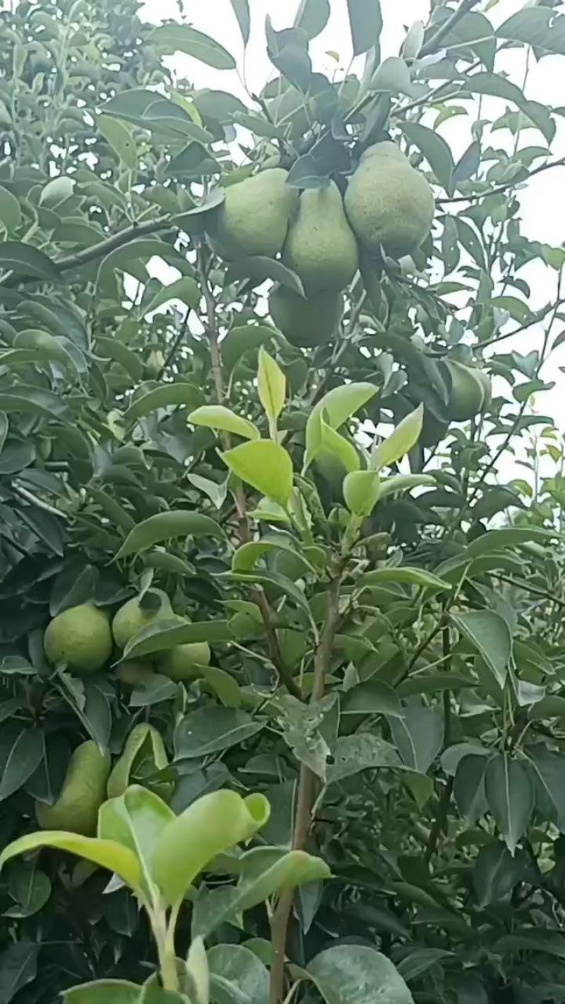 香蕉梨，洋梨，汁液饱满。礼县山地果，色泽黄亮，味道香甜。