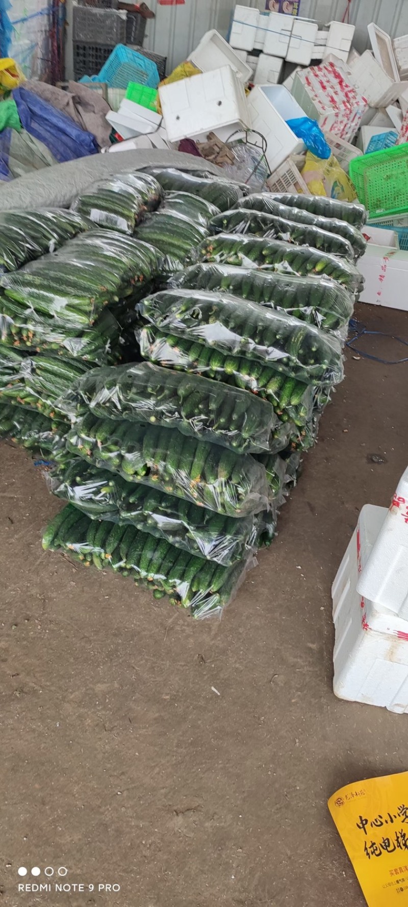 山东掐地黄瓜，食堂黄瓜，腌菜黄瓜，黄瓜纽大量供应