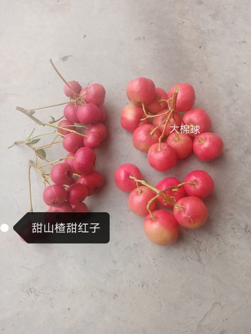 山楂成品果，七月红，大金星，大五棱，大棉球！