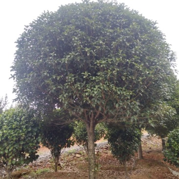 高杆桂花树，分枝1.2米，杆直冠圆，海量供应，欢迎订购