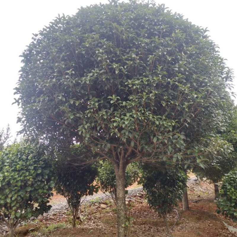 高杆桂花树，分枝1.2米，杆直冠圆，海量供应，欢迎订购
