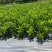 出售海桐苗，精品海桐地苗