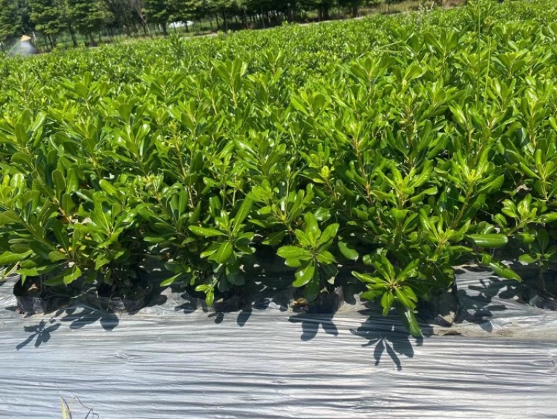 出售海桐苗，精品海桐地苗