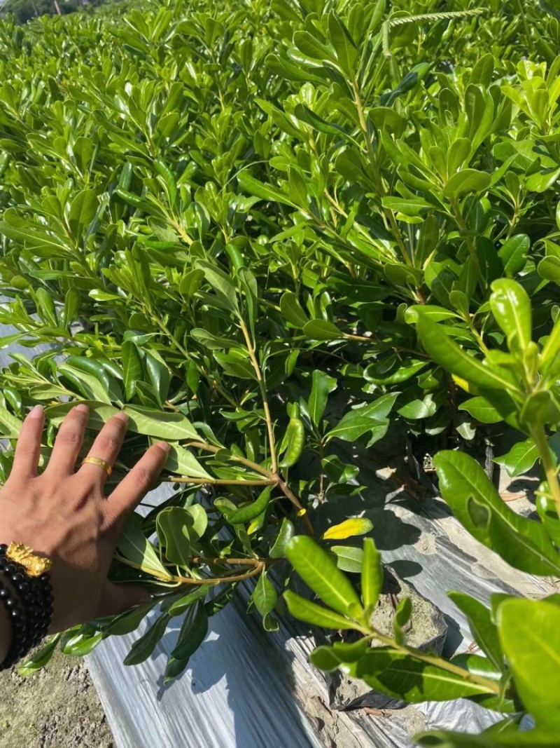 出售海桐苗，精品海桐地苗