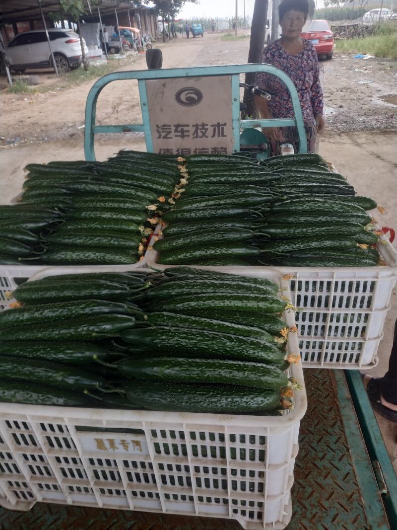 莘万亩蔬菜大棚基地预售收黄瓜.无丝豆黄皮椒月份上市