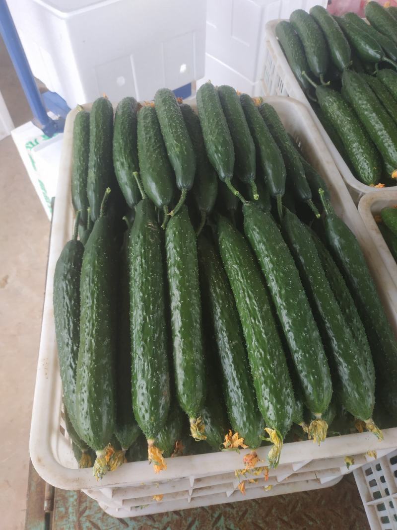 莘万亩蔬菜大棚基地预售收黄瓜.无丝豆黄皮椒月份上市