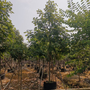 澳洲火焰木各种规格，基地大量现货供应，欢迎咨询