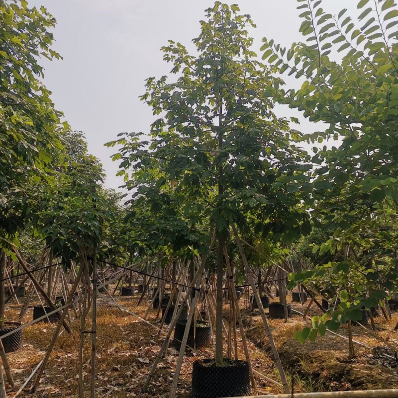 澳洲火焰木各种规格，基地大量现货供应，欢迎咨询