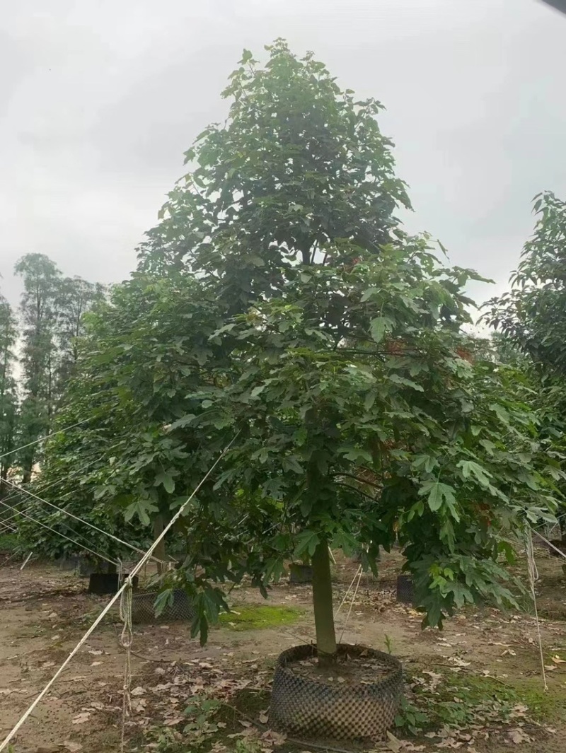 澳洲火焰木各种规格，基地大量现货供应，欢迎咨询