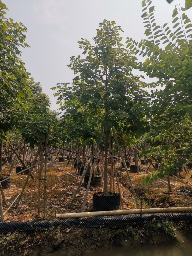 澳洲火焰木各种规格，基地大量现货供应，欢迎咨询