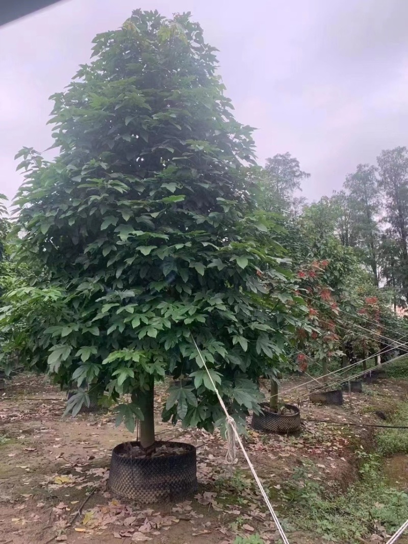 澳洲火焰木各种规格，基地大量现货供应，欢迎咨询