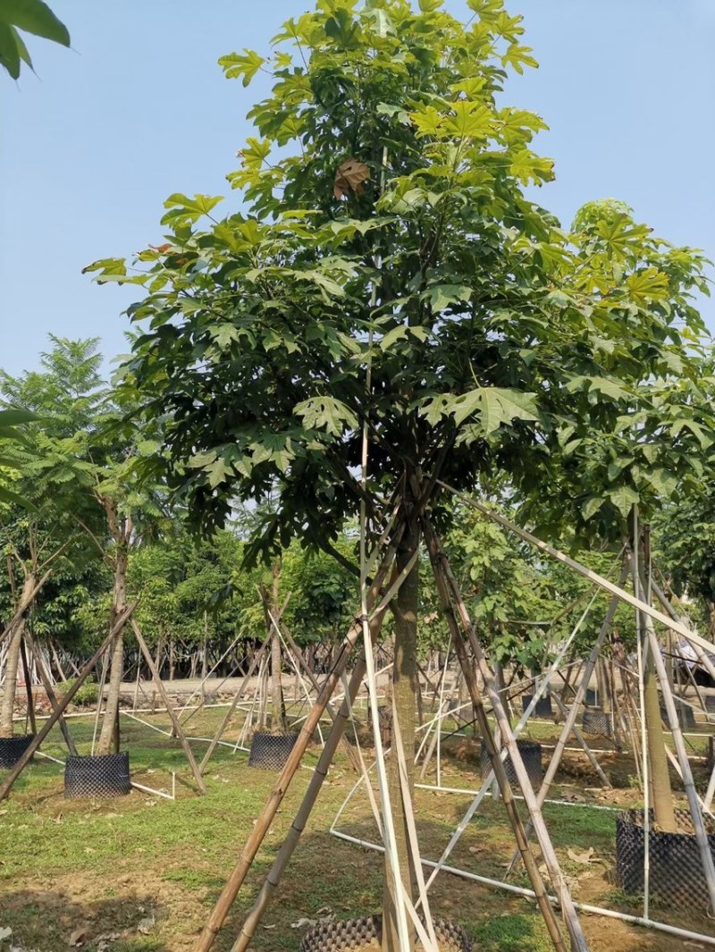 澳洲火焰木各种规格，基地大量现货供应，欢迎咨询