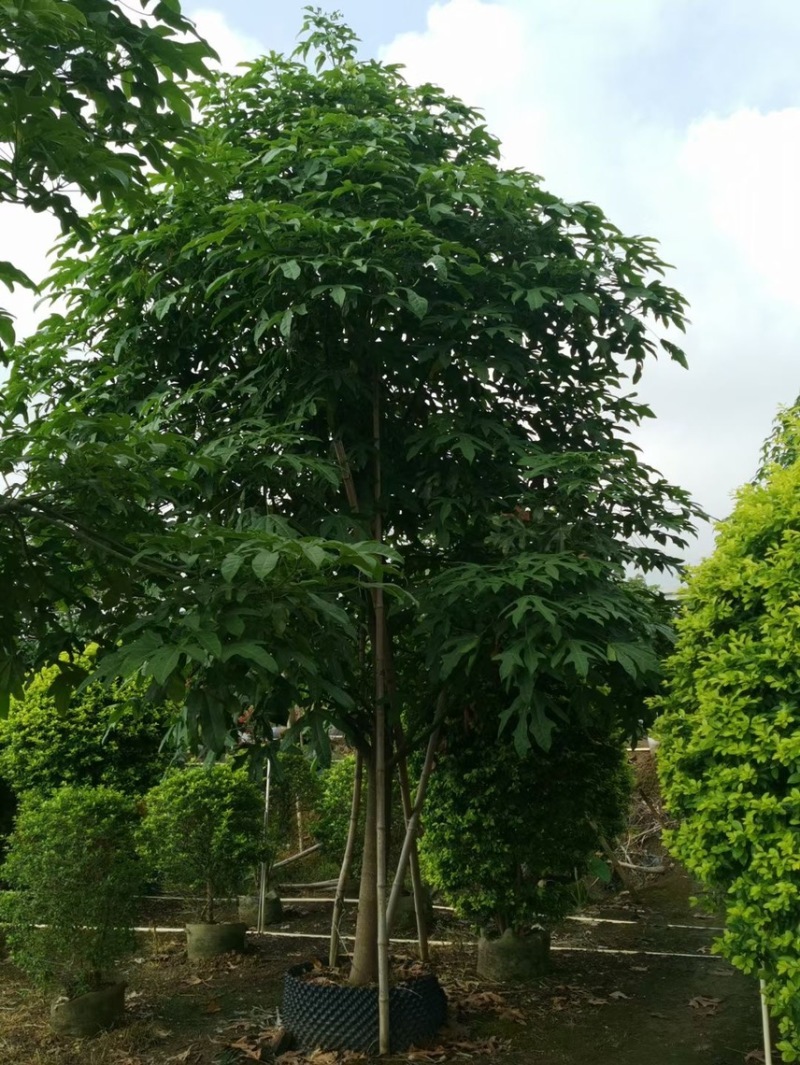 澳洲火焰木各种规格，基地大量现货供应，欢迎咨询