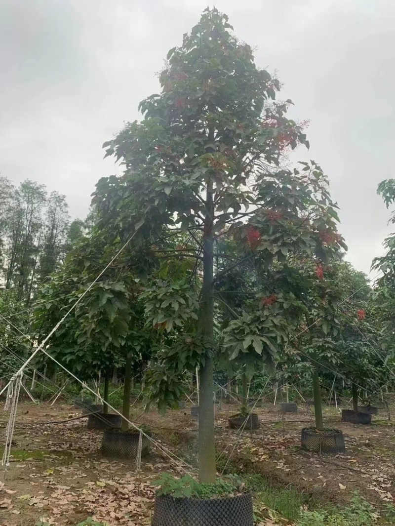 澳洲火焰木各种规格，基地大量现货供应，欢迎咨询