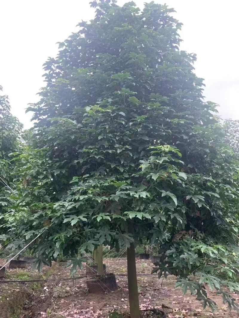 澳洲火焰木各种规格，基地大量现货供应，欢迎咨询