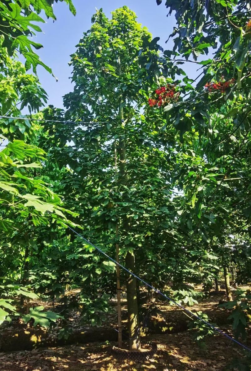 澳洲火焰木各种规格，基地大量现货供应，欢迎咨询