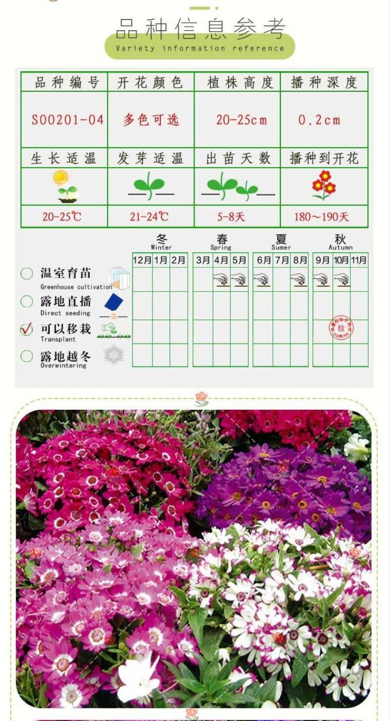 常用花卉瓜叶菊种子办公室内阳台盆栽庭院花卉混色