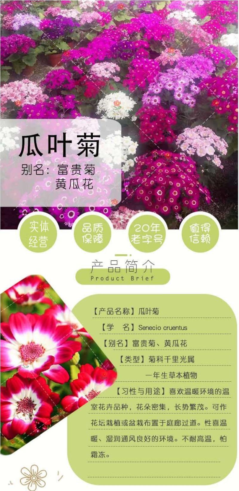 常用花卉瓜叶菊种子办公室内阳台盆栽庭院花卉混色