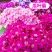 常用花卉瓜叶菊种子办公室内阳台盆栽庭院花卉混色
