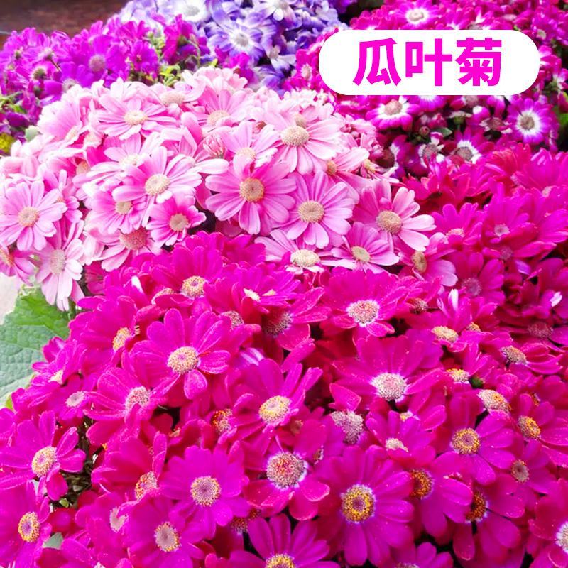 常用花卉瓜叶菊种子办公室内阳台盆栽庭院花卉混色