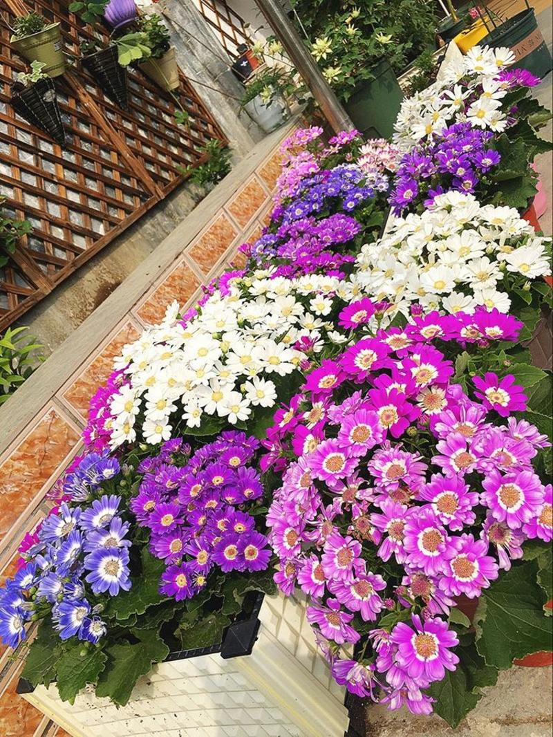 常用花卉瓜叶菊种子办公室内阳台盆栽庭院花卉混色