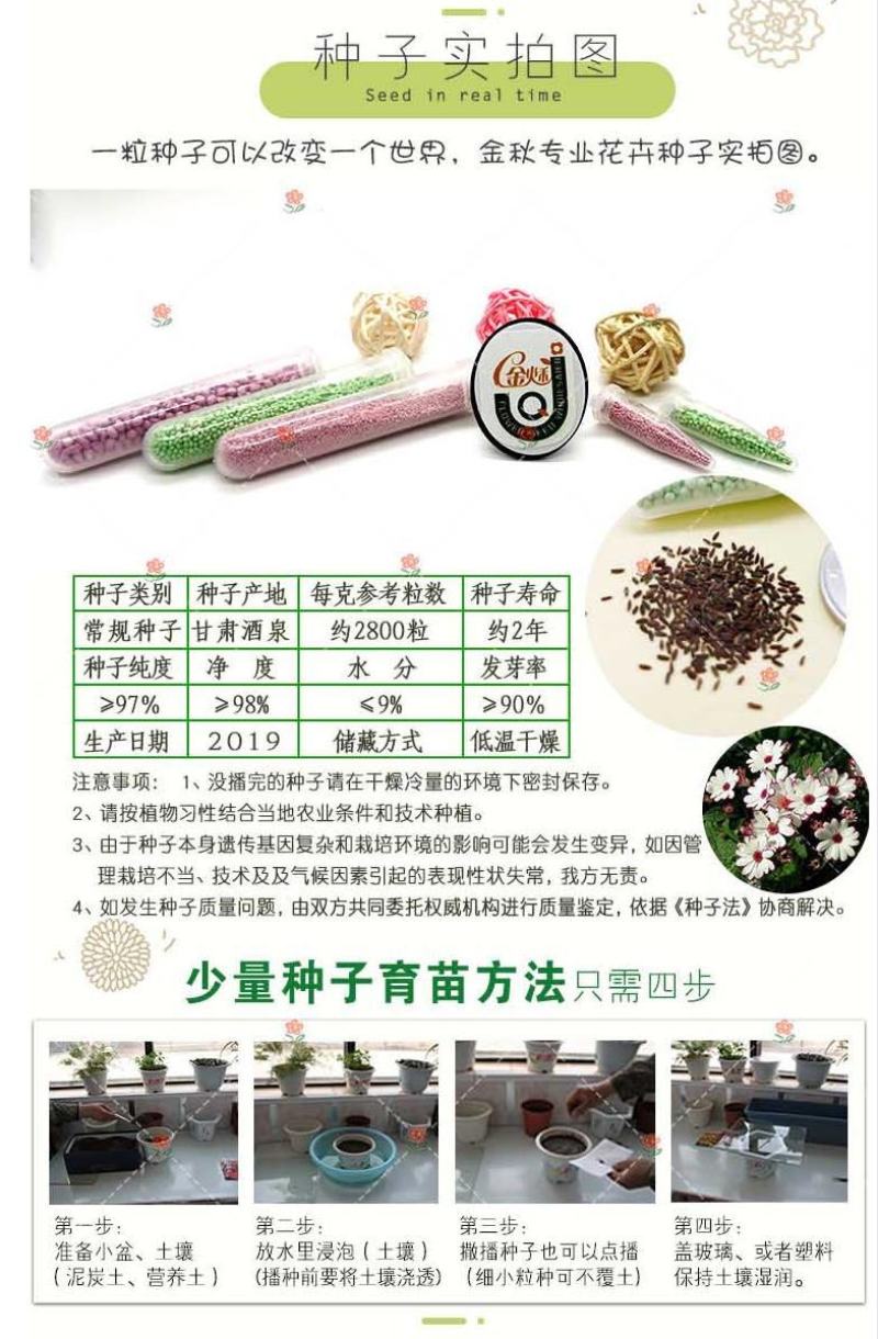 常用花卉瓜叶菊种子办公室内阳台盆栽庭院花卉混色