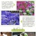 常用花卉瓜叶菊种子办公室内阳台盆栽庭院花卉混色