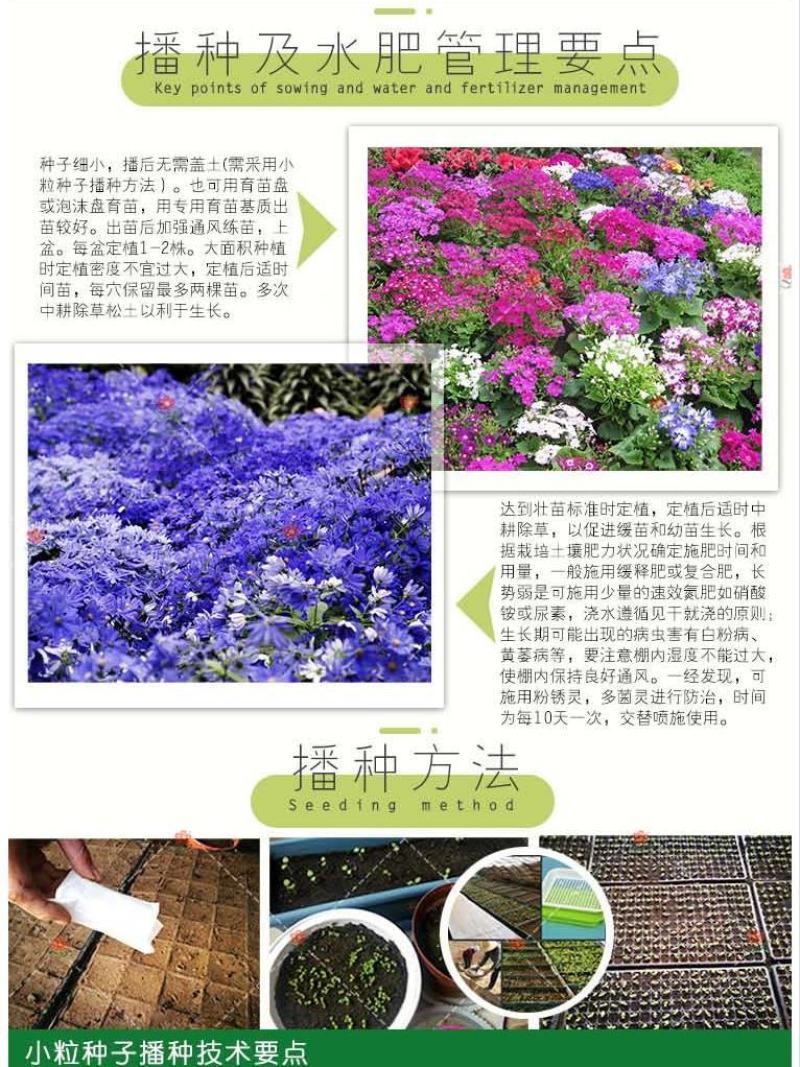 常用花卉瓜叶菊种子办公室内阳台盆栽庭院花卉混色