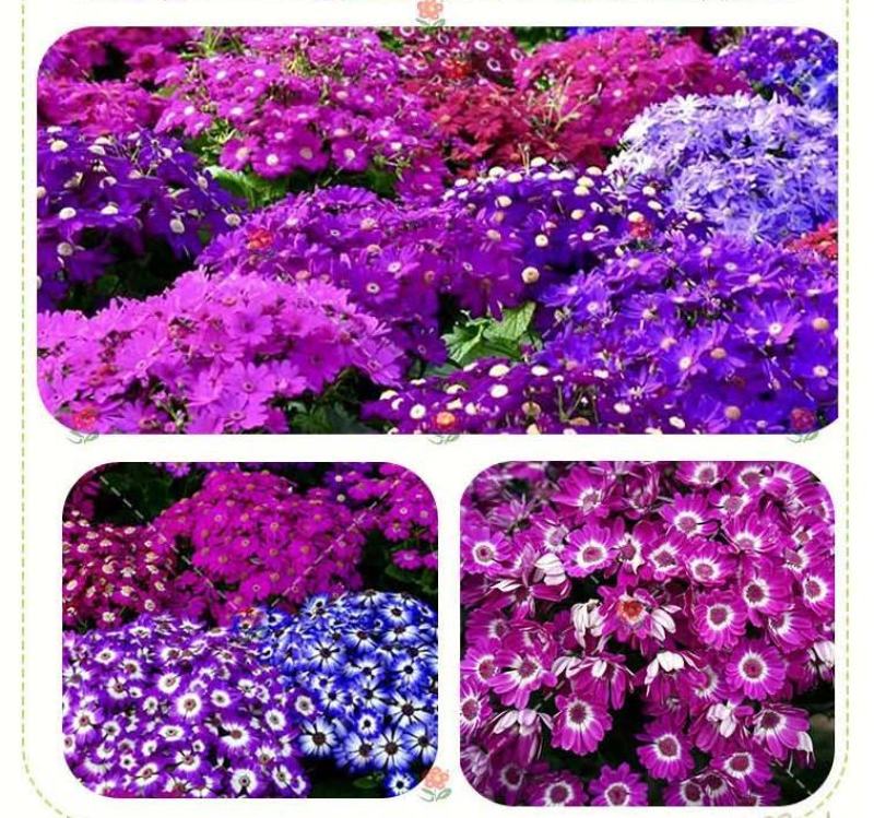 常用花卉瓜叶菊种子办公室内阳台盆栽庭院花卉混色