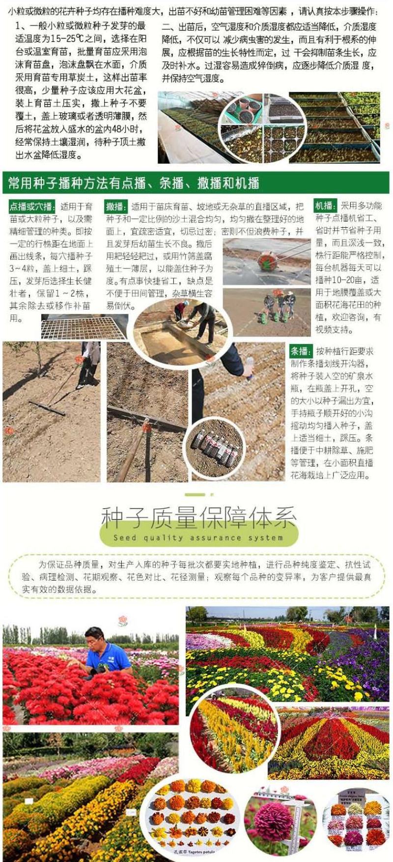 常用花卉瓜叶菊种子办公室内阳台盆栽庭院花卉混色