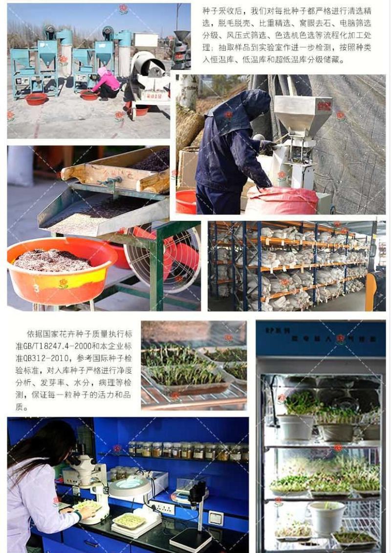 常用花卉瓜叶菊种子办公室内阳台盆栽庭院花卉混色