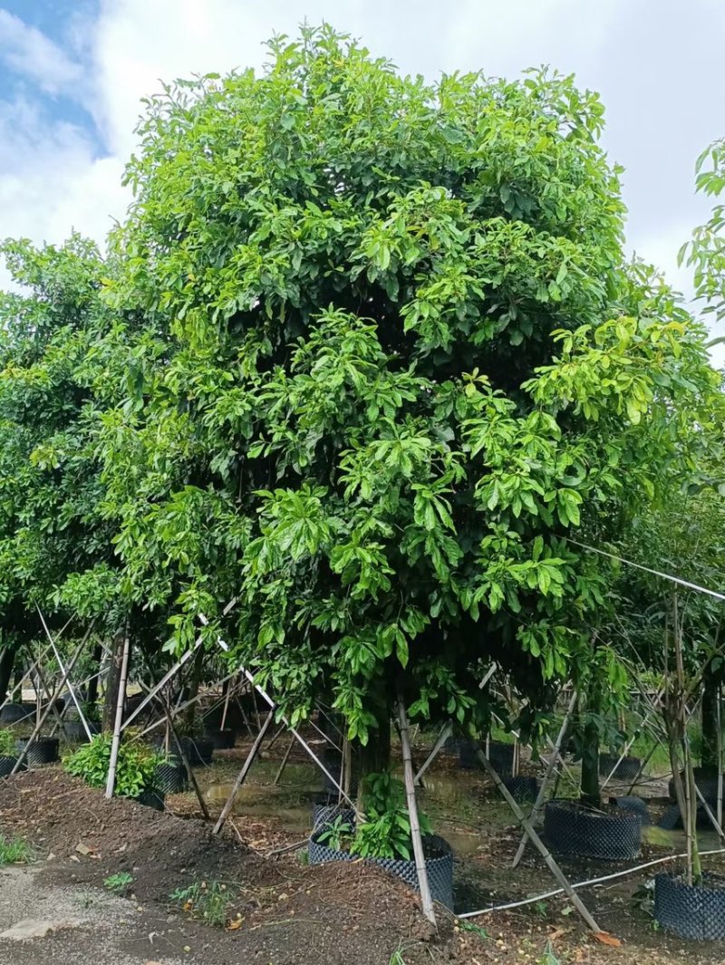 红花玉蕊各种规格，基地大量现货供应，欢迎咨询