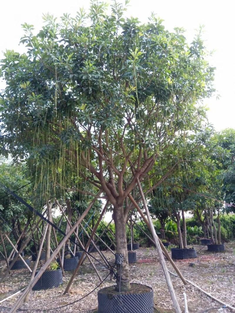 红花玉蕊各种规格，基地大量现货供应，欢迎咨询